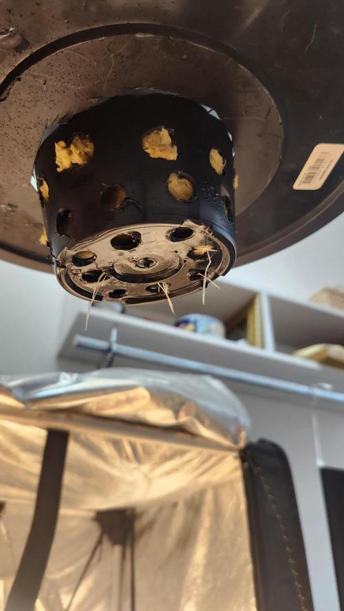 Melonade Runtz fotoperíodo. Week 2