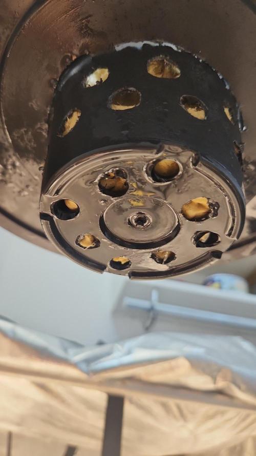 Melonade Runtz fotoperíodo. Week 2