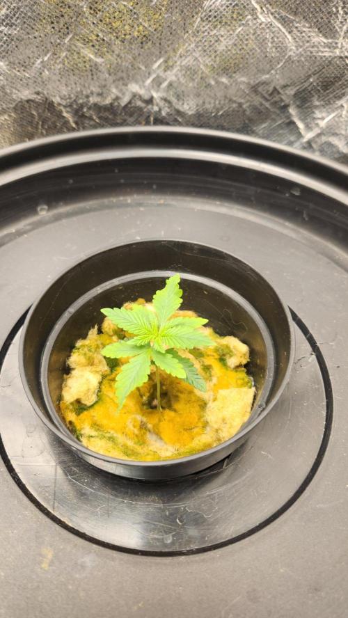 Melonade Runtz fotoperíodo. Week 3