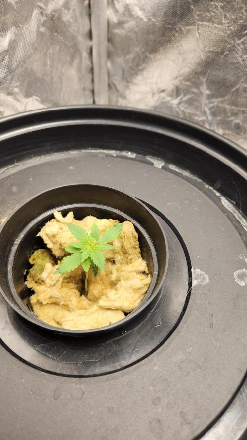 Melonade Runtz fotoperíodo. Week 3