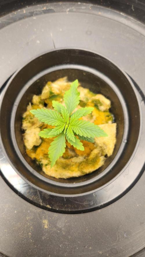 Melonade Runtz fotoperíodo. Week 3