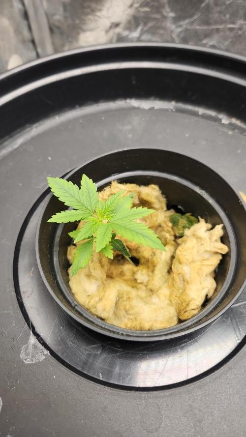 Melonade Runtz fotoperíodo. Week 3