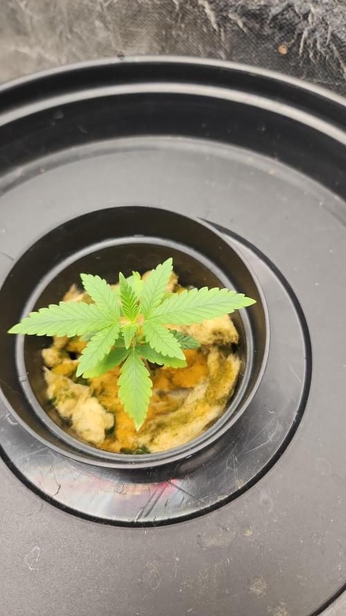 Melonade Runtz fotoperíodo. Week 3