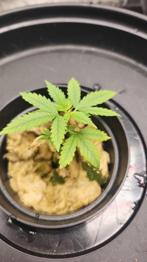 Melonade Runtz fotoperíodo. Week 4