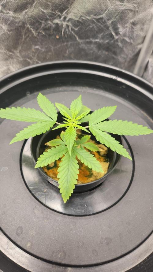 Melonade Runtz fotoperíodo. Week 4