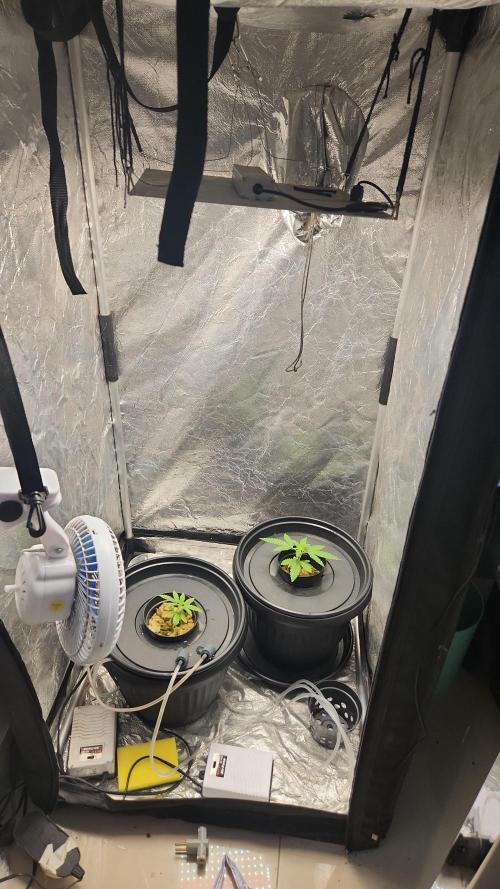 Melonade Runtz fotoperíodo. Week 4