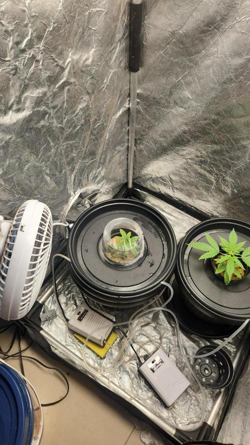 Melonade Runtz fotoperíodo. Week 4