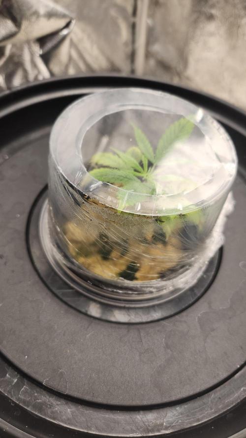 Melonade Runtz fotoperíodo. Week 5