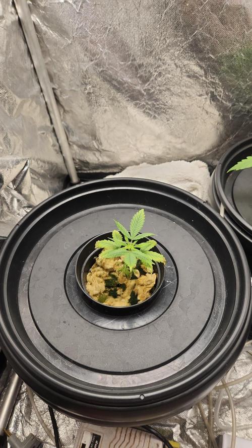 Melonade Runtz fotoperíodo. Week 5