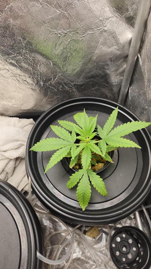 Melonade Runtz fotoperíodo. Week 5