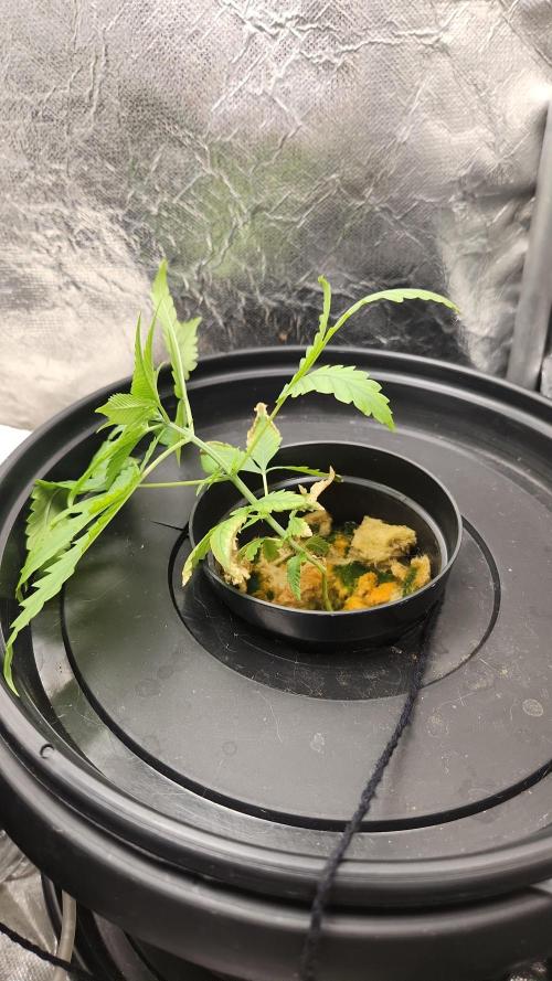 Melonade Runtz fotoperíodo. Week 5