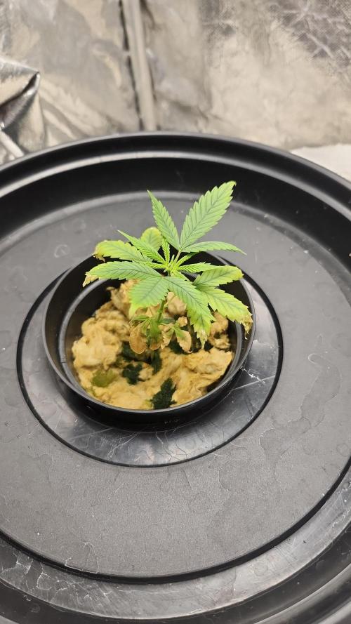 Melonade Runtz fotoperíodo. Week 5