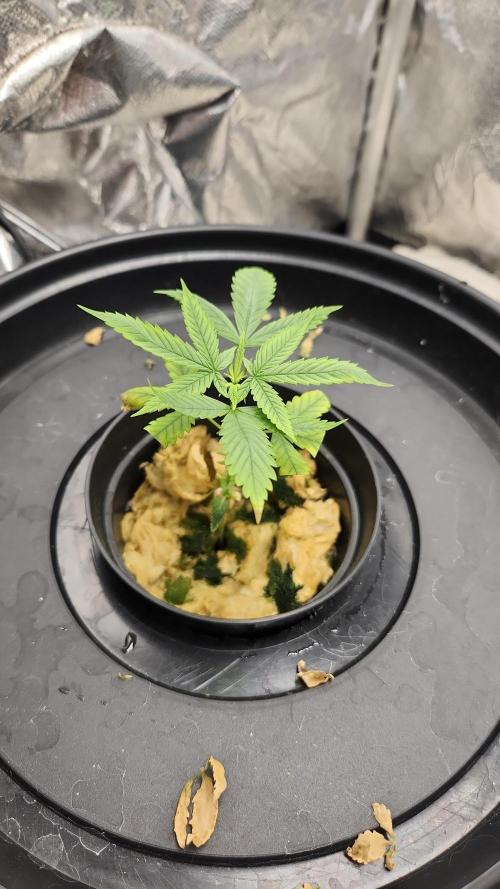 Melonade Runtz fotoperíodo. Week 5