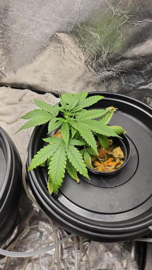 Melonade Runtz fotoperíodo. Week 5