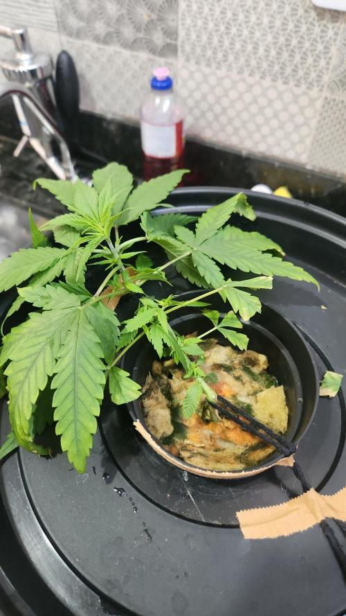 Melonade Runtz fotoperíodo. Week 6