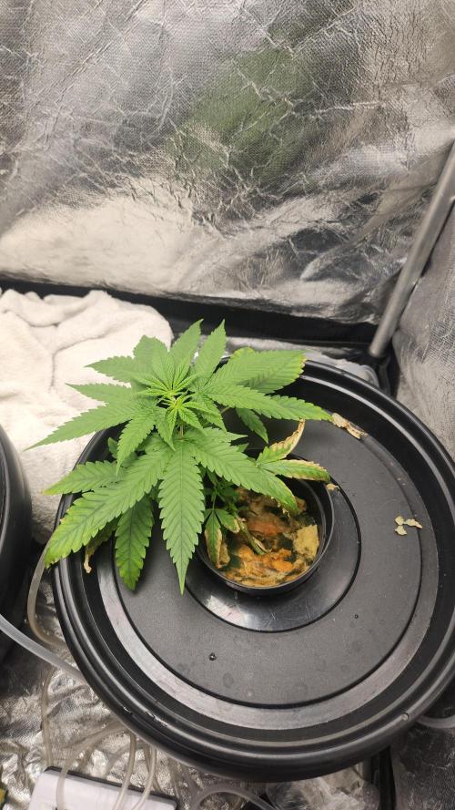 Melonade Runtz fotoperíodo. Week 6