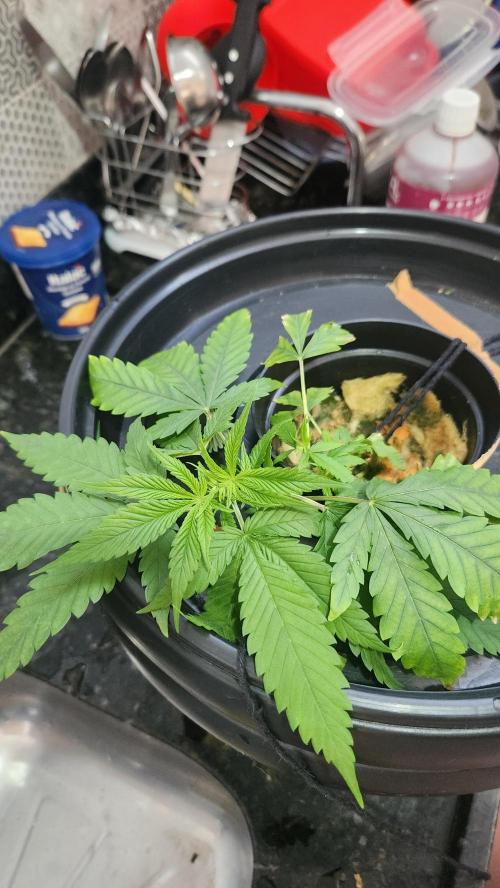 Melonade Runtz fotoperíodo. Week 6