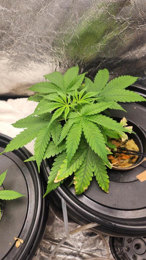 Melonade Runtz fotoperíodo. Week 6