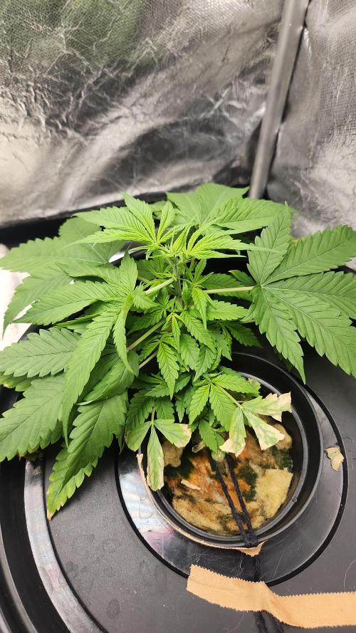 Melonade Runtz fotoperíodo. Week 6