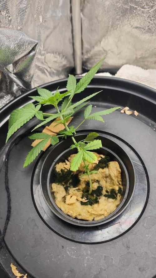 Melonade Runtz fotoperíodo. Week 6