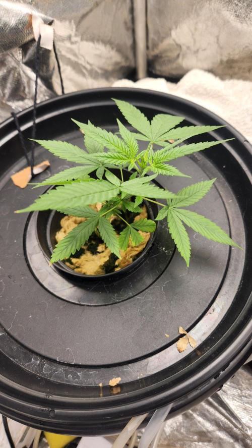 Melonade Runtz fotoperíodo. Week 6