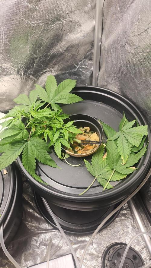 Melonade Runtz fotoperíodo. Week 6