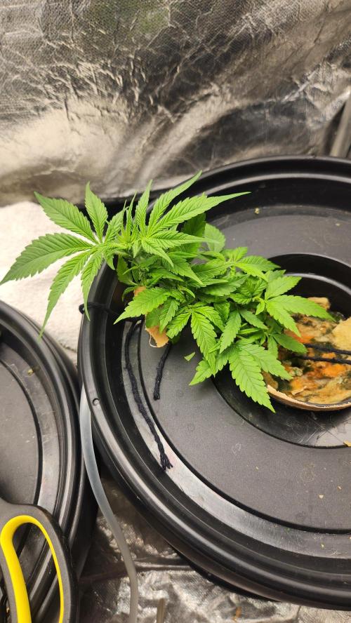 Melonade Runtz fotoperíodo. Week 6