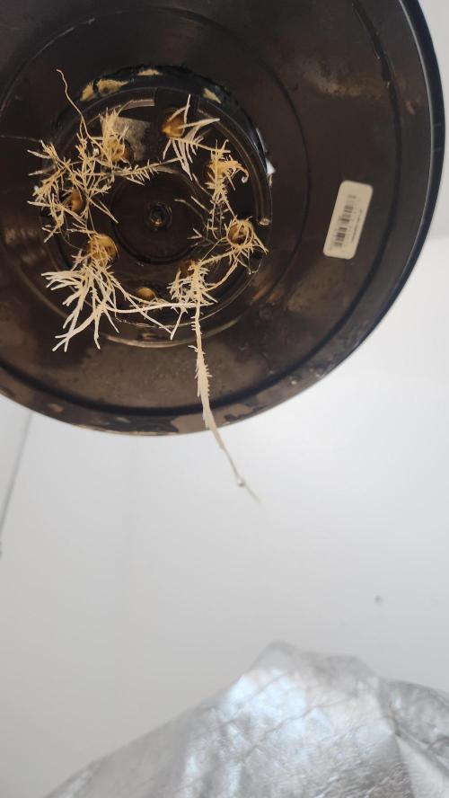 Melonade Runtz fotoperíodo. Week 6