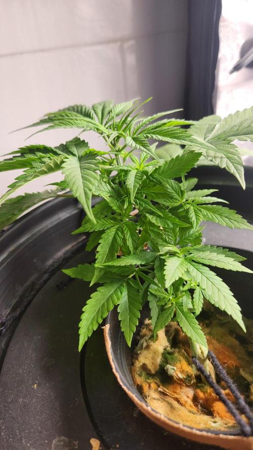 Melonade Runtz fotoperíodo. Week 6