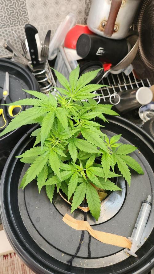 Melonade Runtz fotoperíodo. Week 7