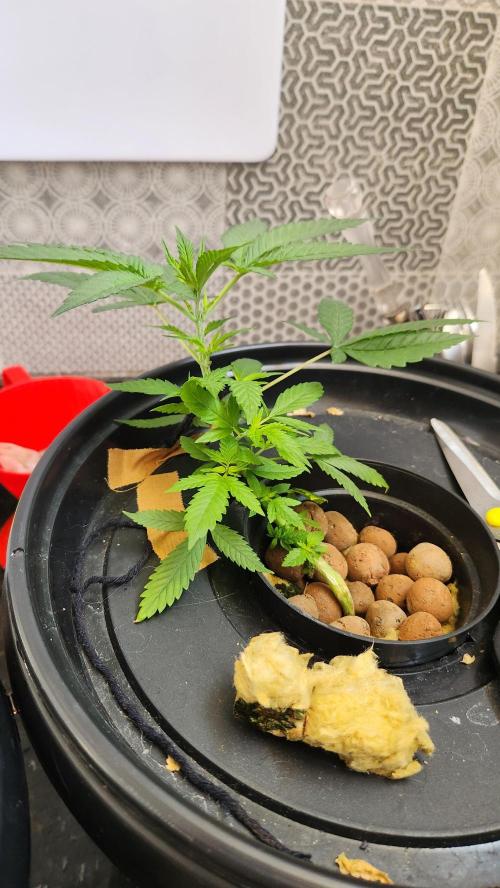 Melonade Runtz fotoperíodo. Week 7