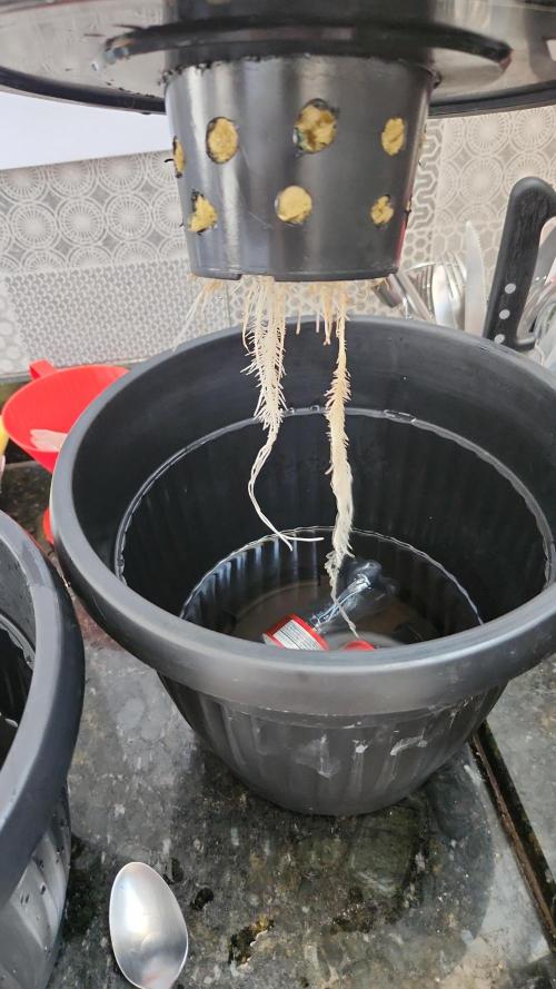 Melonade Runtz fotoperíodo. Week 7