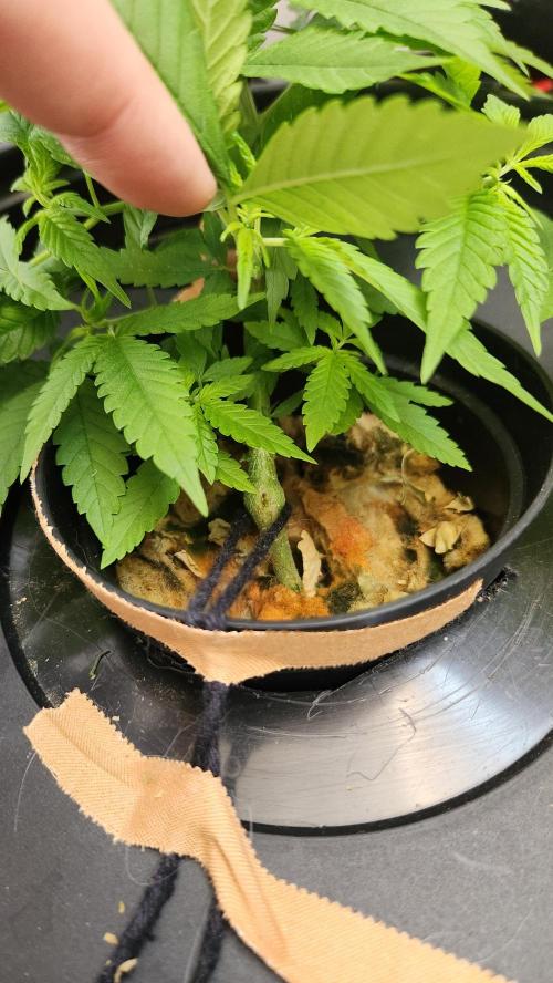 Melonade Runtz fotoperíodo. Week 7