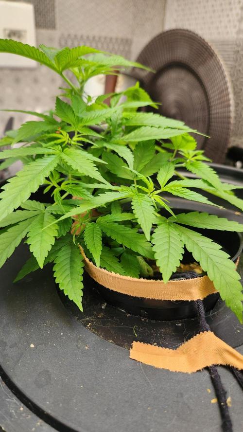 Melonade Runtz fotoperíodo. Week 7