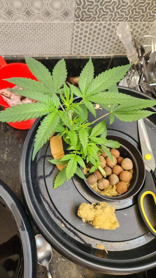 Melonade Runtz fotoperíodo. Week 7