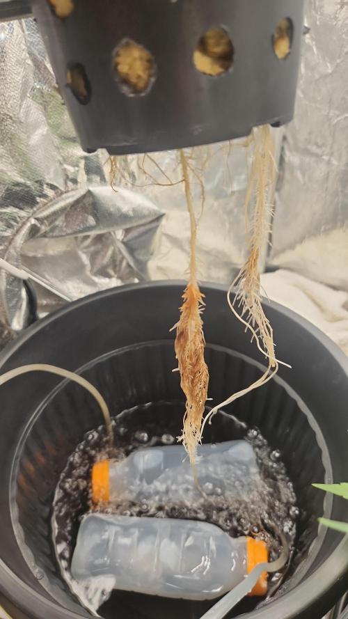 Melonade Runtz fotoperíodo. Week 8