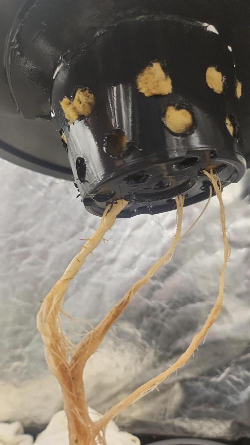 Melonade Runtz fotoperíodo. Week 8