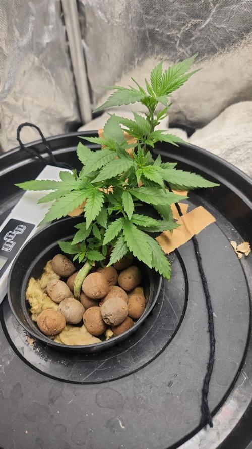 Melonade Runtz fotoperíodo. Week 8