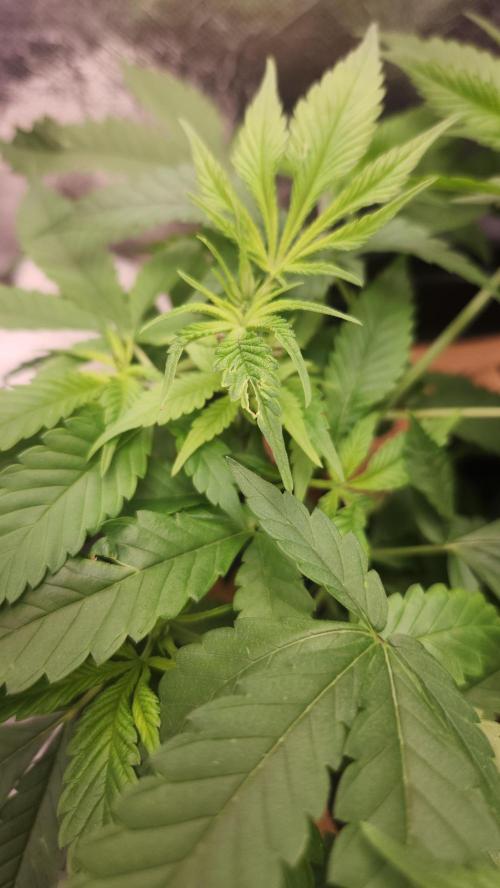 Melonade Runtz fotoperíodo. Week 9