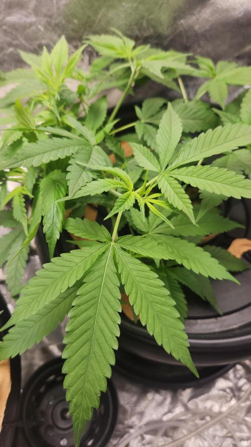 Melonade Runtz fotoperíodo. Week 9