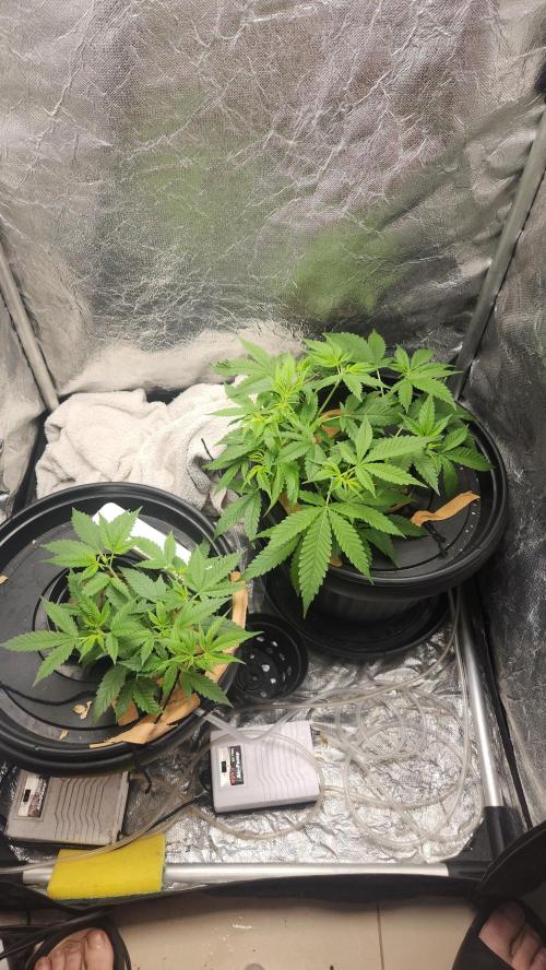 Melonade Runtz fotoperíodo. Week 9