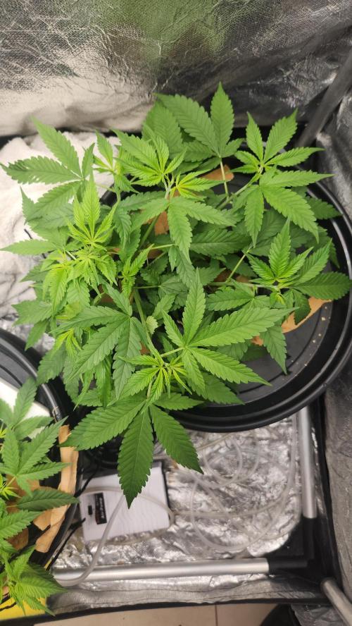 Melonade Runtz fotoperíodo. Week 9