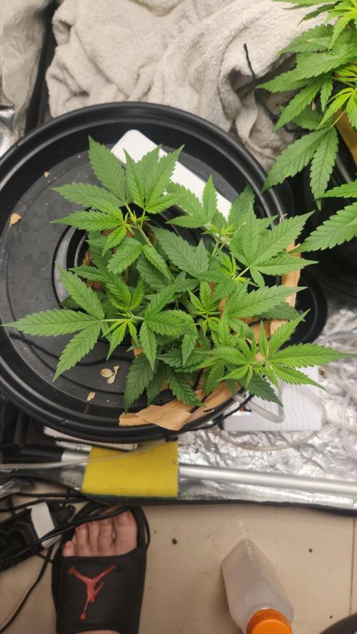 Melonade Runtz fotoperíodo. Week 9