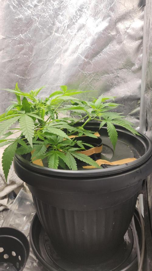 Melonade Runtz fotoperíodo. Week 9