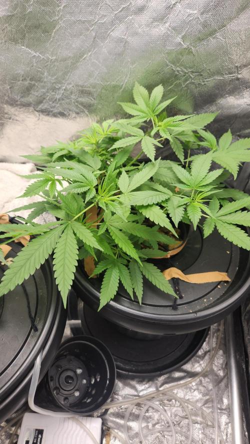 Melonade Runtz fotoperíodo. Week 9