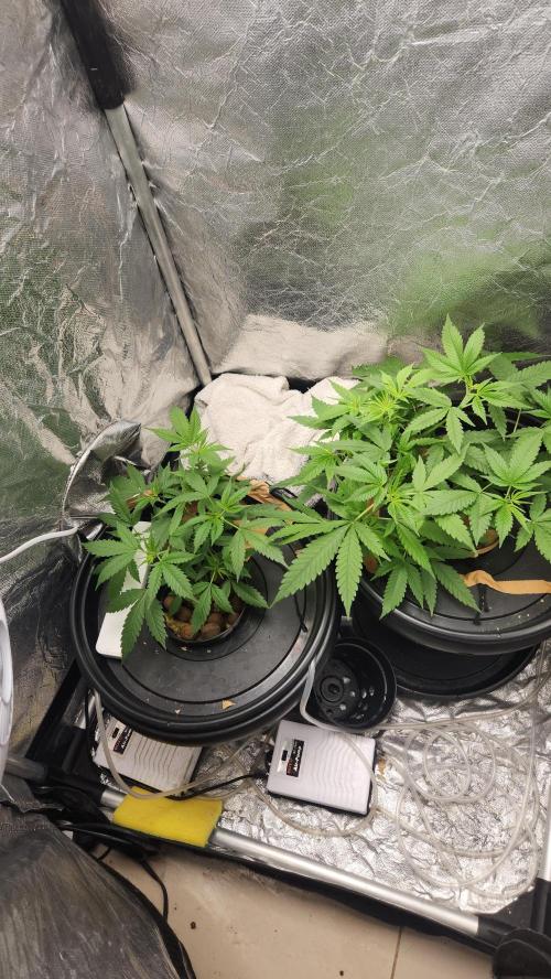 Melonade Runtz fotoperíodo. Week 9