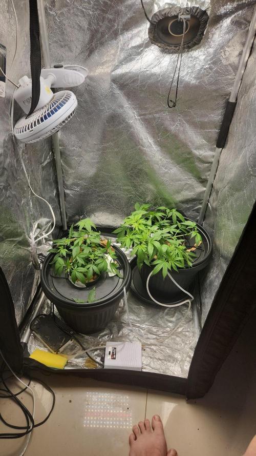 Melonade Runtz fotoperíodo. Week 9