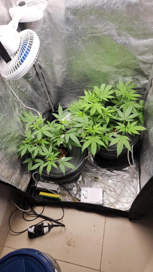 Melonade Runtz fotoperíodo. Week 10