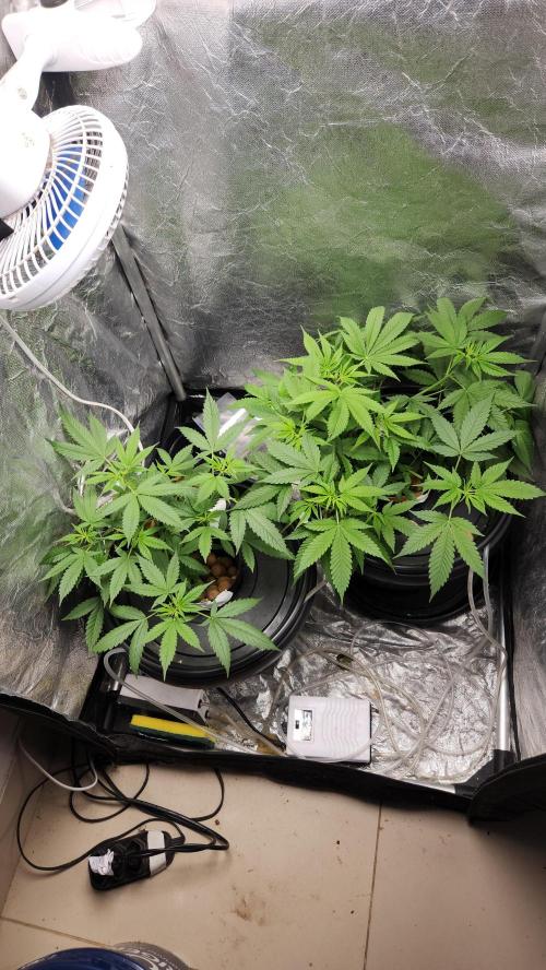 Melonade Runtz fotoperíodo. Week 10