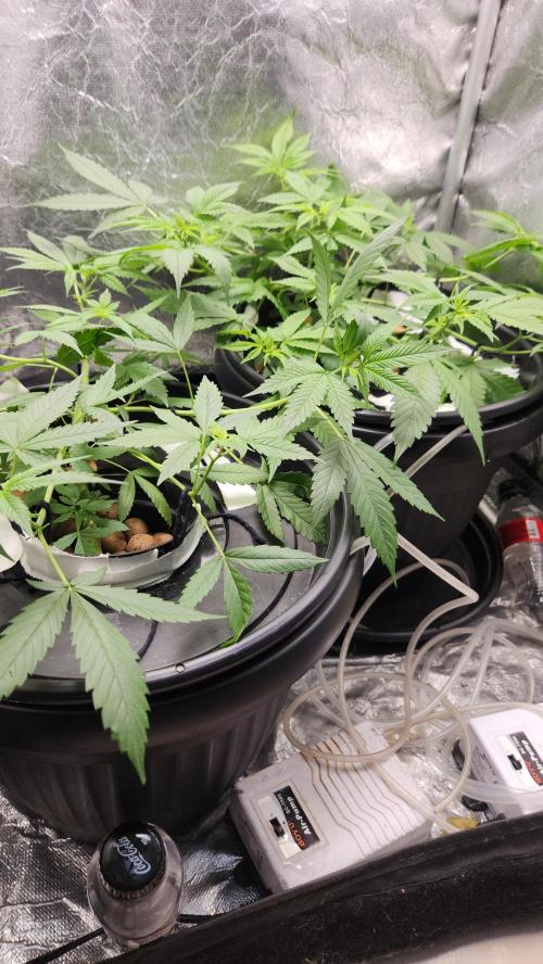 Melonade Runtz fotoperíodo. Week 10